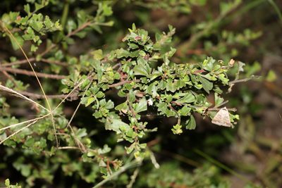 Dodonaea triangularis, photographed by Greg Tasney