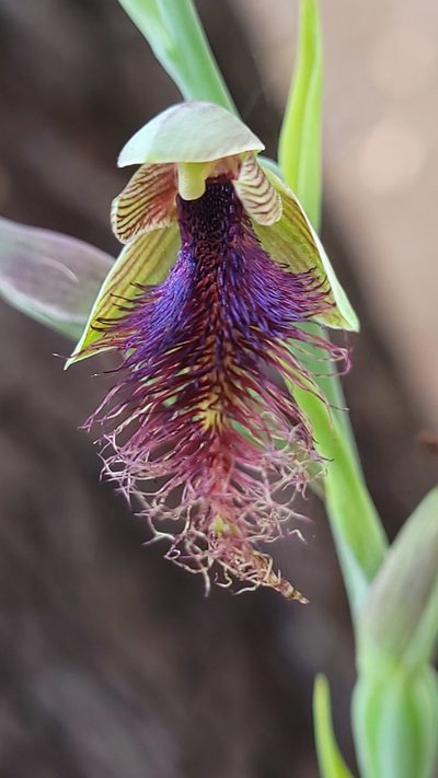 Calochilus gracillimus, photographed by Eamonn Culhane