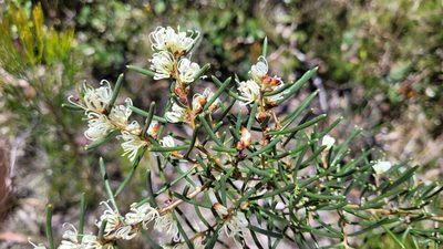 Hakea teretifolia, photographed by Eamonn Culhane