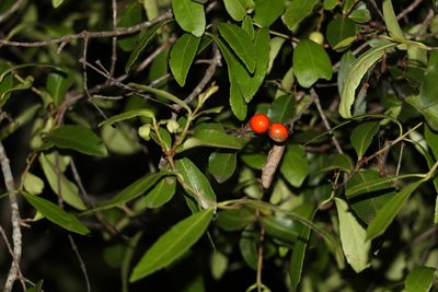 Elaeodendron australe, photographed by Greg Tasney