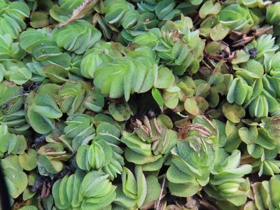 Salvinia molesta, photographed by Navaneeth Sini George