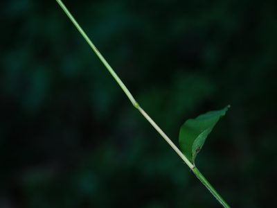 Microstegium japonicum, photographed by Jacy Chen
