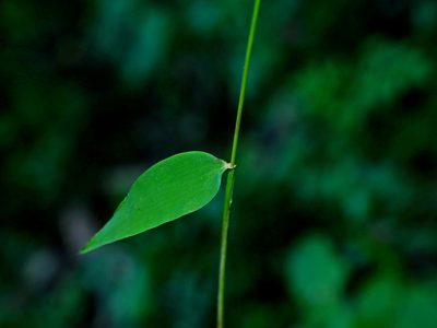 Microstegium japonicum, photographed by Jacy Chen