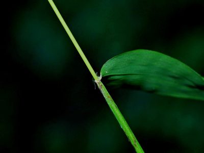 Microstegium japonicum, photographed by Jacy Chen