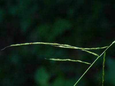Microstegium japonicum, photographed by Jacy Chen