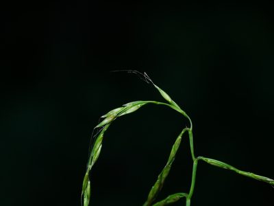 Microstegium japonicum, photographed by Jacy Chen
