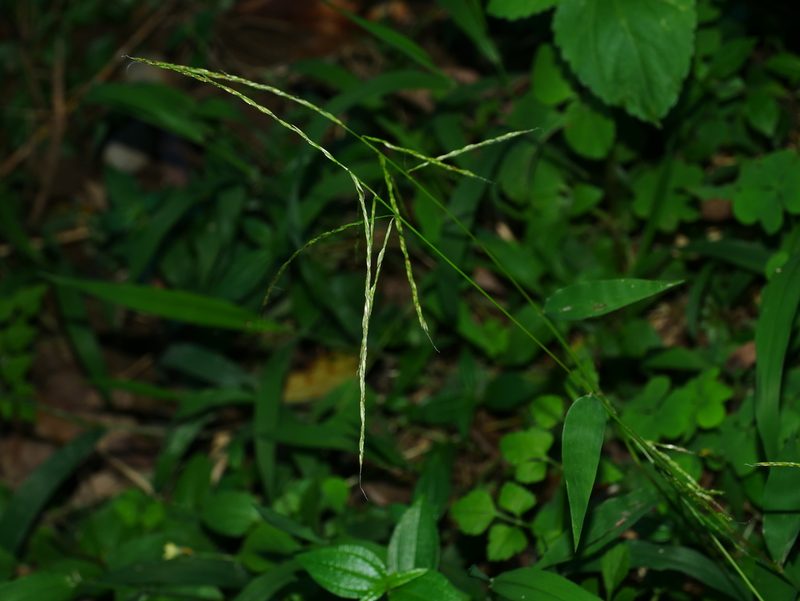 Microstegium japonicum, photographed by Jacy Chen
