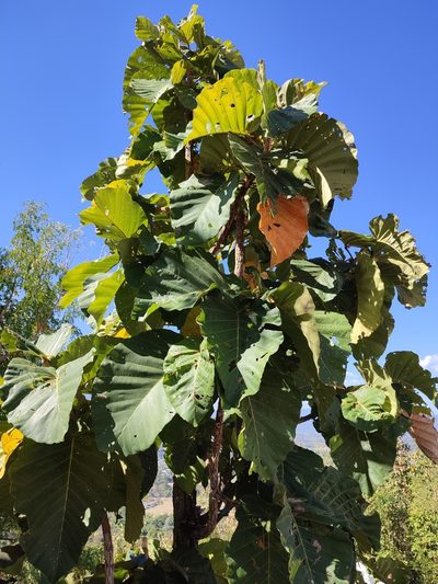 Dipterocarpus tuberculatus, photographed by Иван Ковтун Ivan Kovtun