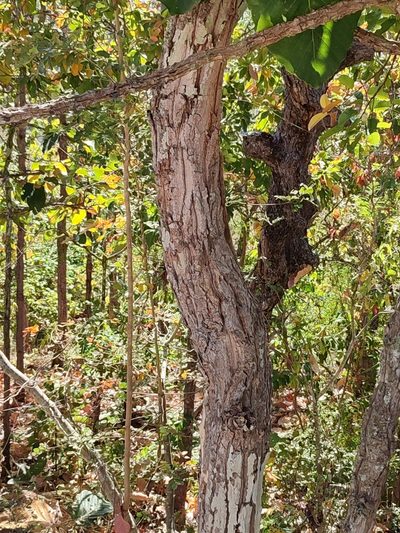 Dipterocarpus tuberculatus, photographed by Иван Ковтун Ivan Kovtun