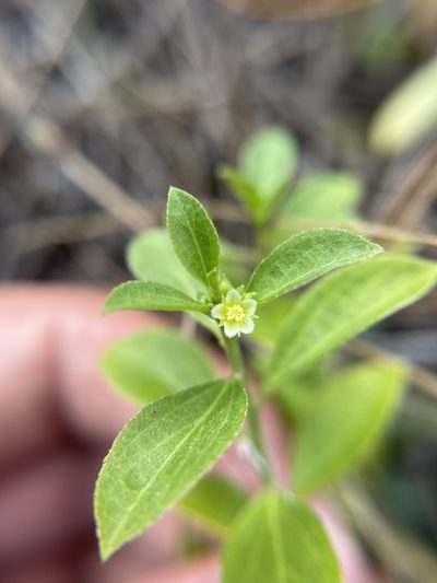 Ditaxis argothamnoides, photographed by Brandon Corder