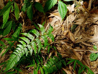 Polystichum biaristatum, photographed by Jacy Chen