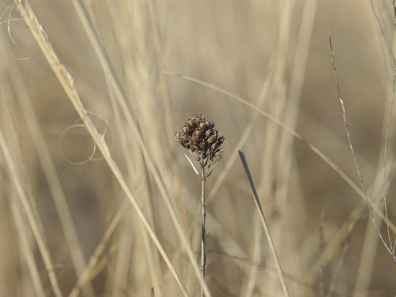 Eremogone cephalotes, photographed by Roman