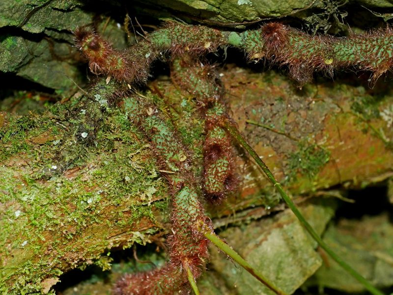 Goniophlebium mengtzeense, photographed by Jacy Chen