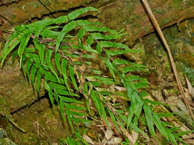 Goniophlebium mengtzeense, photographed by Jacy Chen