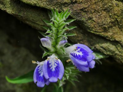 Rungia taiwanensis, photographed by Jacy Chen