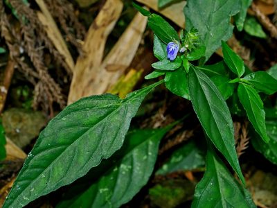 Rungia taiwanensis, photographed by Jacy Chen