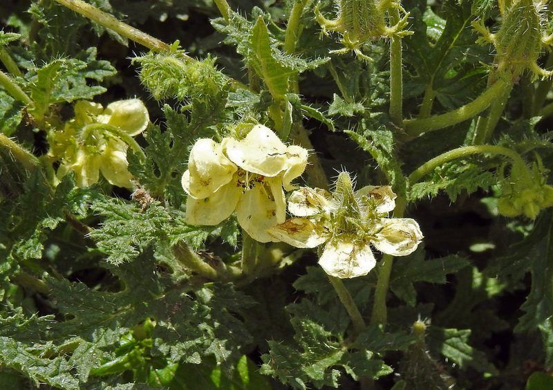 Caiophora clavata, photographed by Hugo Hulsberg