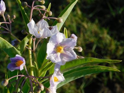 Solanum glaucophyllum, photographed by Pablo Bombín