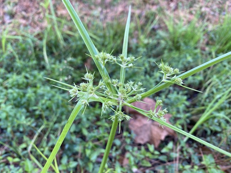 Cyperus virens, photographed by Daniel Patterson