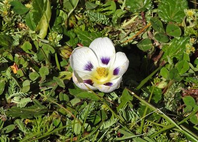Acaulimalva nubigena, photographed by Hugo Hulsberg