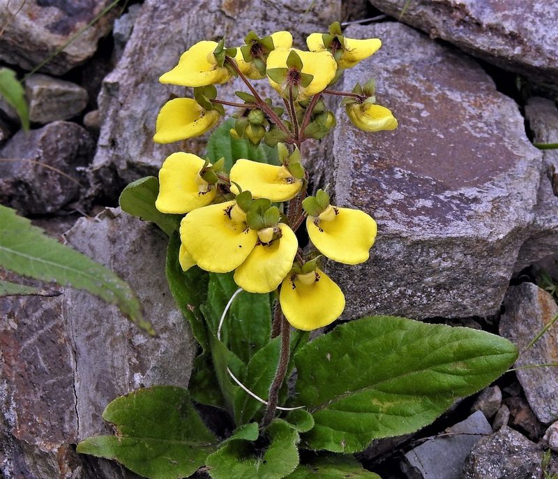 Calceolaria umbellata, photographed by Hugo Hulsberg
