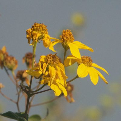 Bahiopsis tomentosa, photographed by Bill Levine