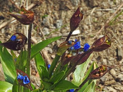 Commelina tuberosa, photographed by Hugo Hulsberg