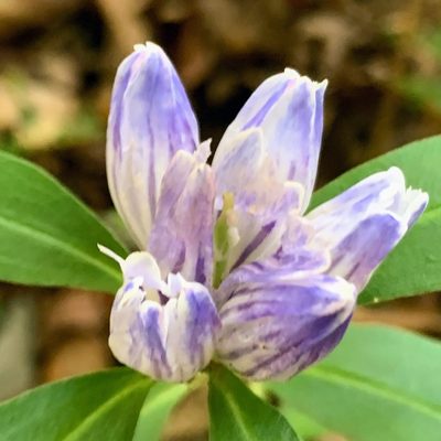 Gentiana decora, photographed by James Fowler