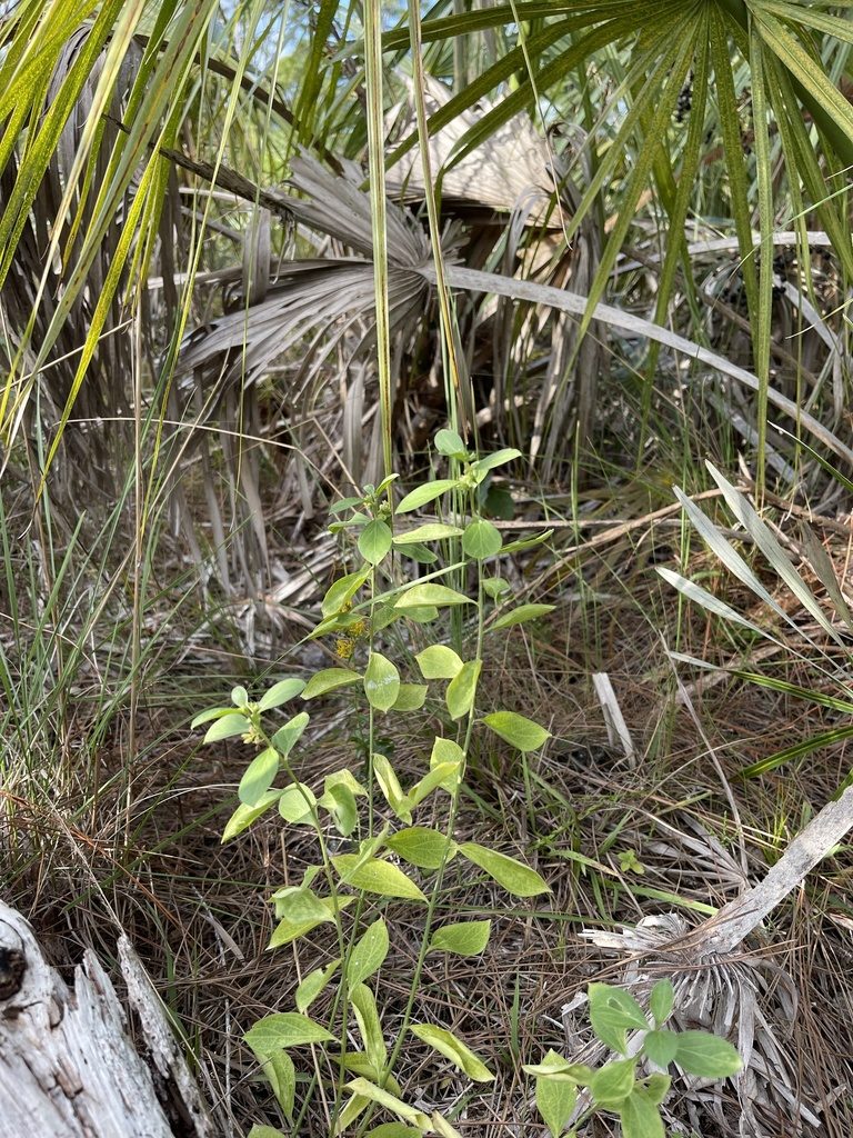 Ditaxis argothamnoides, photographed by Brandon Corder