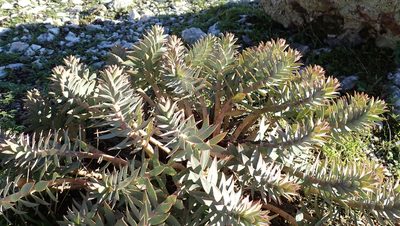 Euphorbia rigida, photographed by Julien Tchilinguirian
