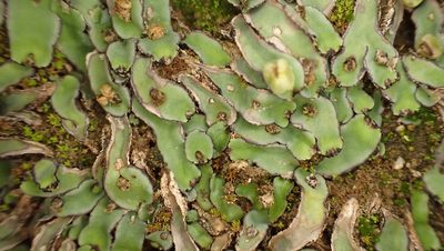 Plagiochasma rupestre, photographed by Julien Tchilinguirian