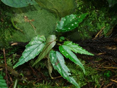 Begonia taiwaniana, photographed by Jacy Chen