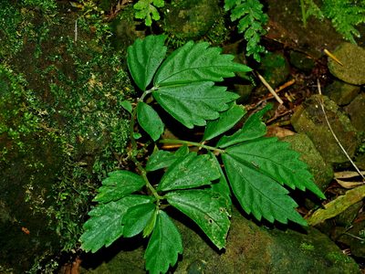 Elatostema lineolatum, photographed by Jacy Chen