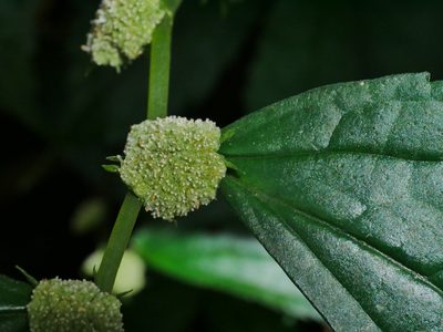 Elatostema cyrtandrifolium, photographed by Jacy Chen