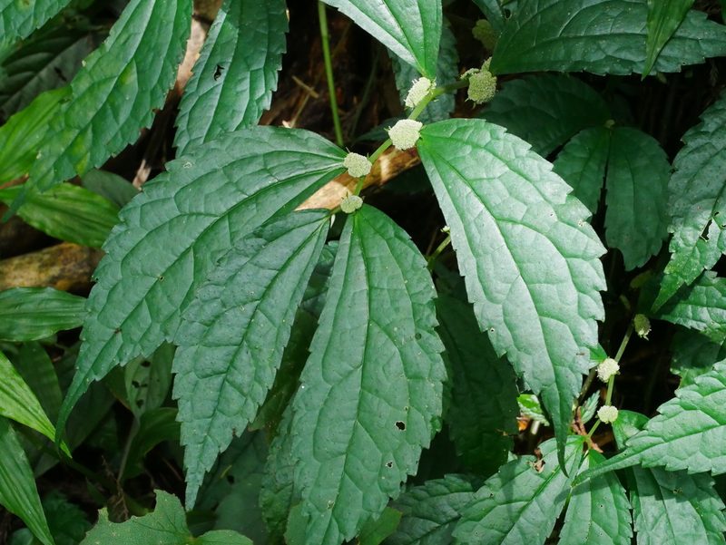Elatostema cyrtandrifolium, photographed by Jacy Chen