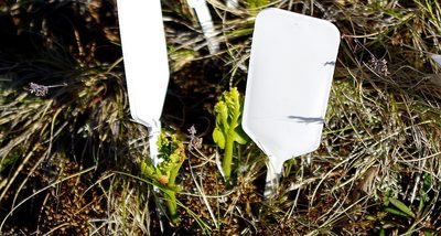 Botrychium boreale, photographed by Георгий Виноградов (Georgy Vinogradov)
