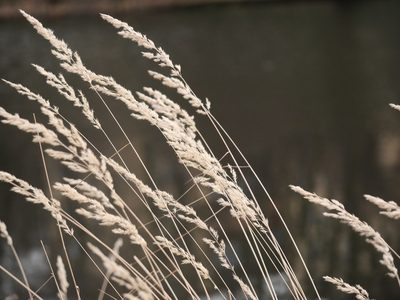 Calamagrostis epigejos, photographed by Alexis Tinker-Tsavalas