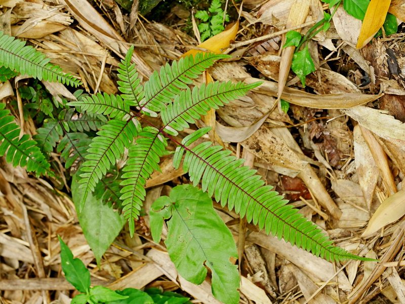 Pteris normalis, photographed by Jacy Chen