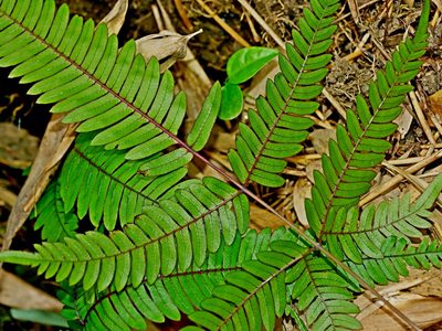 Pteris normalis, photographed by Jacy Chen