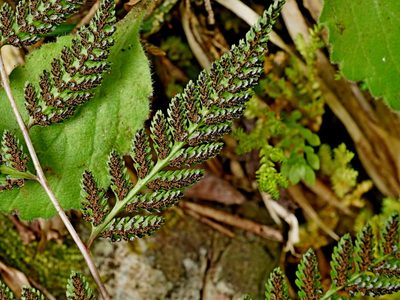 Anisocampium niponicum, photographed by Jacy Chen