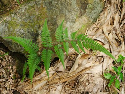 Anisocampium niponicum, photographed by Jacy Chen