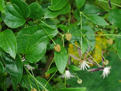 Clematis tashiroi, photographed by Jacy Chen