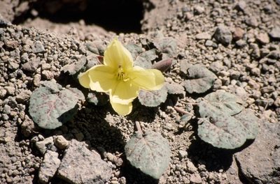 Oenothera xylocarpa, photographed by Jim Dreier