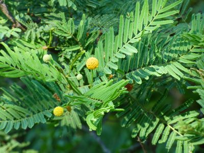 Vachellia aroma, photographed by María Zeta