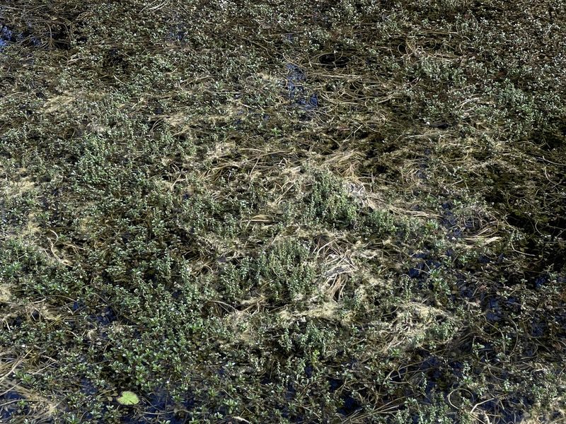 Limnophila sessiliflora, photographed by Brandon Corder
