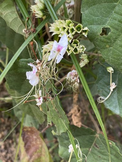 Clerodendrum umbellatum, photographed by Jean-Paul Boerekamps