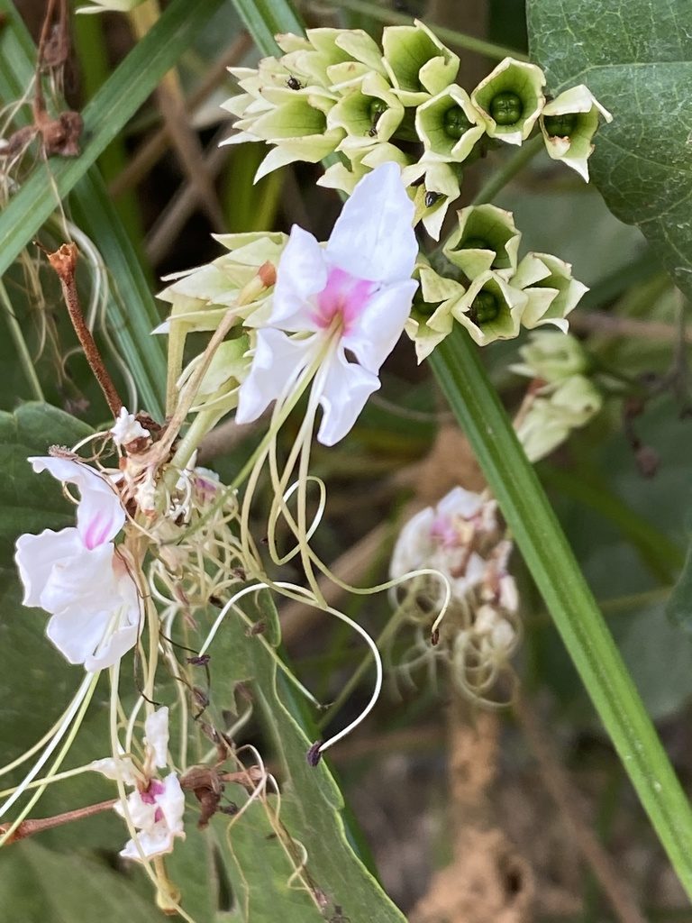 Clerodendrum umbellatum, photographed by Jean-Paul Boerekamps