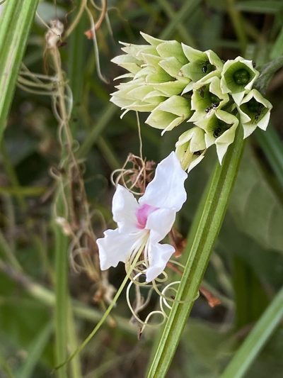 Clerodendrum umbellatum, photographed by Jean-Paul Boerekamps