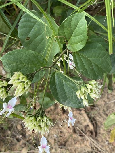 Clerodendrum umbellatum, photographed by Jean-Paul Boerekamps