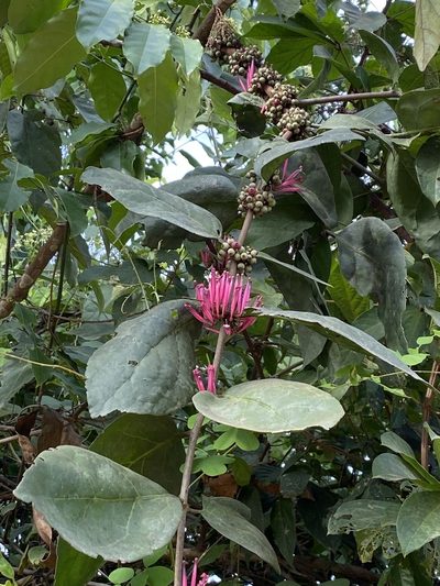Tapinanthus bangwensis, photographed by Jean-Paul Boerekamps